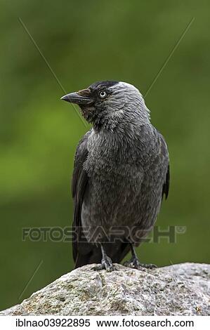 "Hooded Crow (Corvus corone), Schleswig-Holstein, Germany, Europe" View Large Photo Image Stock Photography - "Hooded Crow (Corvus corone), Schleswig-Holstein, Germany, Europe". Fotosearch
