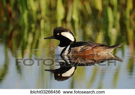 Stock Photograph - "Hooded Merganser (Lophodytes cucullatus, Mergus cucullatus), male with reflection in the water, Florida, United States, North America". Fotosearch