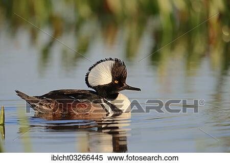 "Hooded Merganser (Lophodytes cucullatus, Mergus cucullatus), male swimming, Florida, United States, North America" View Large Photo Image Stock Photography - "Hooded Merganser (Lophodytes cucullatus, Mergus cucullatus), male swimming, Florida, United States, North America". Fotosearch