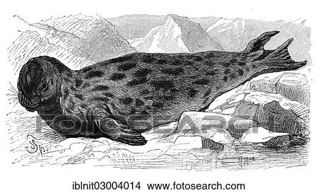 "Hooded Seal (Cystophora cristata), an illustration from Meyers Konversationslexikon encyclopedia, 1897" View Large Photo Image Picture - "Hooded Seal (Cystophora cristata), an illustration from Meyers Konversationslexikon encyclopedia, 1897". Fotosearch