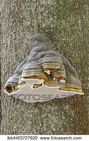 "Hoof Fungus or Tinder Fungus (Fomes fomentarius), Gelderland, The Netherlands, Europe" View Large Photo Image Stock Image - "Hoof Fungus or Tinder Fungus (Fomes fomentarius), Gelderland, The Netherlands, Europe". Fotosearch