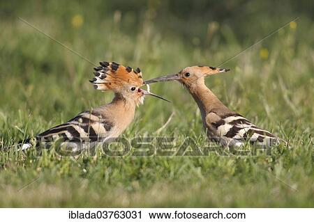 "Hoopoe (Upupa epops), adult bird feeding a fledged young bird, Burgenland, Austria, Europe" View Large Photo Image Stock Image - "Hoopoe (Upupa epops), adult bird feeding a fledged young bird, Burgenland, Austria, Europe". Fotosearch