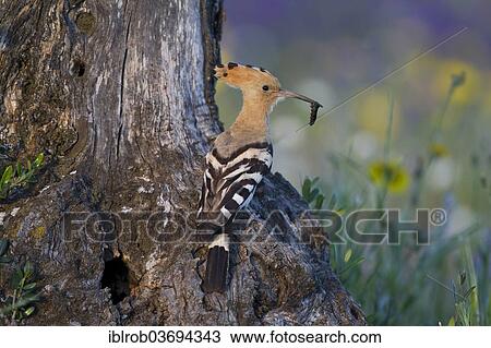 "Hoopoe (Upupa epops) at nesting hole, olive tree, Extremadura, Spain, Europe" View Large Photo Image Stock Image - "Hoopoe (Upupa epops) at nesting hole, olive tree, Extremadura, Spain, Europe". Fotosearch