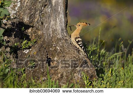 "Hoopoe (Upupa epops) at nesting hole, olive tree, Extremadura, Spain, Europe" View Large Photo Image Stock Photo - "Hoopoe (Upupa epops) at nesting hole, olive tree, Extremadura, Spain, Europe". Fotosearch