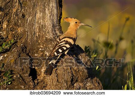 Stock Photo - "Hoopoe (Upupa epops) at nesting hole, olive tree, Extremadura, Spain, Europe". Fotosearch