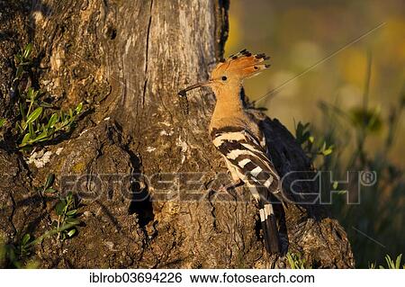Stock Photograph - "Hoopoe (Upupa epops) at nesting hole, olive tree, Extremadura, Spain, Europe". Fotosearch