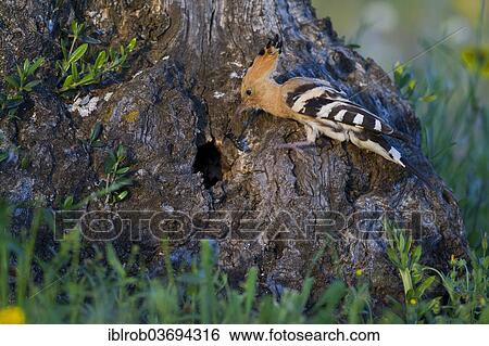 "Hoopoe (Upupa epops) at nesting hole, olive tree, Extremadura, Spain, Europe" View Large Photo Image Stock Photograph - "Hoopoe (Upupa epops) at nesting hole, olive tree, Extremadura, Spain, Europe". Fotosearch
