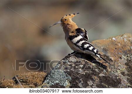 "Hoopoe (Upupa epops), Extremadura, Spain, Europe" View Large Photo Image Stock Photo - "Hoopoe (Upupa epops), Extremadura, Spain, Europe". Fotosearch