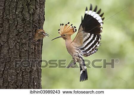 "Hoopoe (Upupa epops), feeding the young, Saxony, Germany, Europe" View Large Photo Image Stock Image - "Hoopoe (Upupa epops), feeding the young, Saxony, Germany, Europe". Fotosearch
