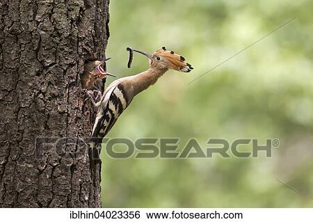 "Hoopoe (Upupa epops) feeding young in nest cavity, Saxony, Germany, Europe" View Large Photo Image Stock Photograph - "Hoopoe (Upupa epops) feeding young in nest cavity, Saxony, Germany, Europe". Fotosearch