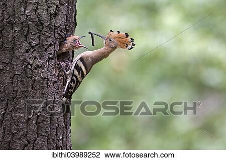 Stock Image - "Hoopoe (Upupa epops), feeding young with a large caterpillar, Saxony, Germany, Europe". Fotosearch