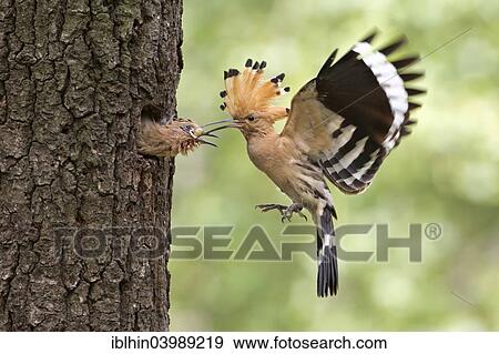 Stock Photo - "Hoopoe (Upupa epops), feeding young with lizard eggs, Saxony, Germany, Europe". Fotosearch