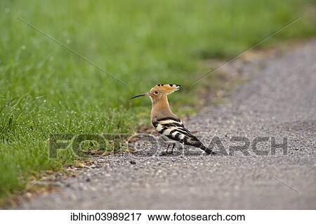 "Hoopoe (Upupa epops), foraging on the ground, Saxony, Germany, Europe" View Large Photo Image Stock Photo - "Hoopoe (Upupa epops), foraging on the ground, Saxony, Germany, Europe". Fotosearch
