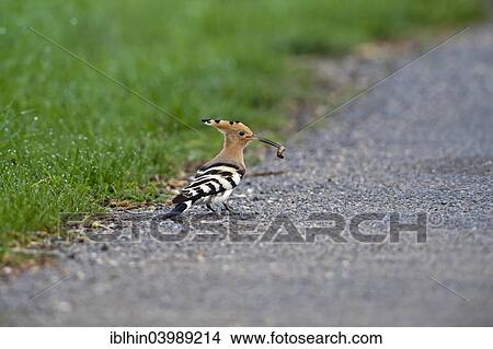 Picture - "Hoopoe (Upupa epops), foraging, with caterpillar, Saxony, Germany, Europe". Fotosearch