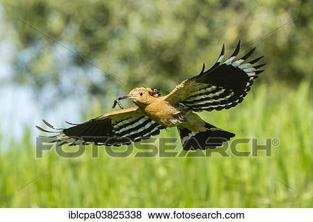 Stock Photo - "Hoopoe (Upupa epops) in flight, with food in its beak, Extremadura, Spain, Europe". Fotosearch