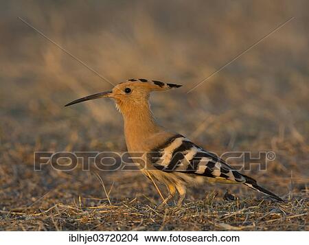 Picture - "Hoopoe (Upupa epops), Lesbos, North Aegean, Greece, Europe". Fotosearch