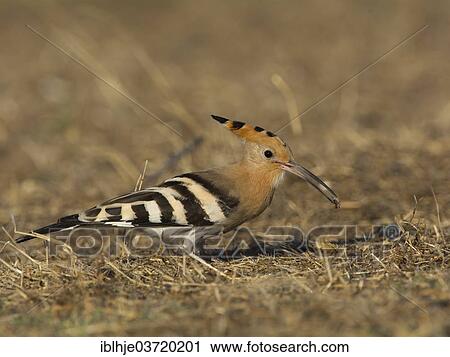 Stock Image - "Hoopoe (Upupa epops), Lesbos, North Aegean, Greece, Europe". Fotosearch