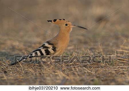 "Hoopoe (Upupa epops), Lesbos, North Aegean, Greece, Europe" View Large Photo Image Stock Image - "Hoopoe (Upupa epops), Lesbos, North Aegean, Greece, Europe". Fotosearch