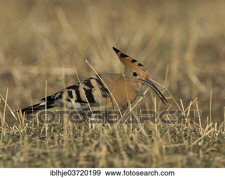 "Hoopoe (Upupa epops), Lesbos, North Aegean, Greece, Europe" View Large Photo Image Stock Photo - "Hoopoe (Upupa epops), Lesbos, North Aegean, Greece, Europe". Fotosearch