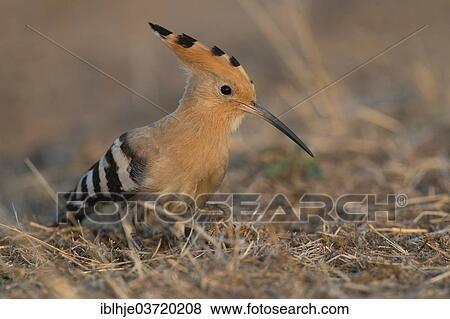 Stock Photo - "Hoopoe (Upupa epops), Lesbos, North Aegean, Greece, Europe". Fotosearch