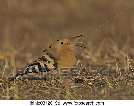"Hoopoe (Upupa epops), Lesbos, North Aegean, Greece, Europe" View Large Photo Image Stock Photography - "Hoopoe (Upupa epops), Lesbos, North Aegean, Greece, Europe". Fotosearch