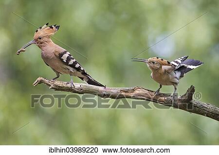 "Hoopoe (Upupa epops), pair, feeding in mating season, Saxony, Germany, Europe" View Large Photo Image Stock Image - "Hoopoe (Upupa epops), pair, feeding in mating season, Saxony, Germany, Europe". Fotosearch
