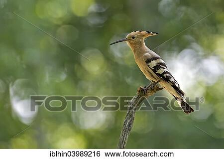 "Hoopoe (Upupa epops), Saxony, Germany, Europe" View Large Photo Image Stock Photograph - "Hoopoe (Upupa epops), Saxony, Germany, Europe". Fotosearch
