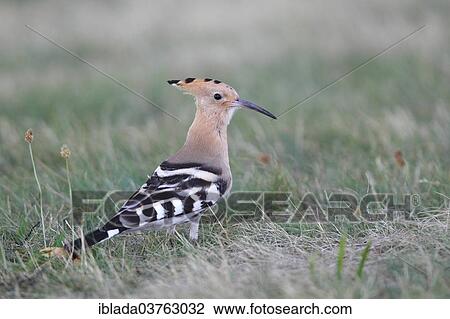 "Hoopoe (Upupa epops) standing in grass, Burgenland, Austria, Europe" View Large Photo Image Stock Image - "Hoopoe (Upupa epops) standing in grass, Burgenland, Austria, Europe". Fotosearch