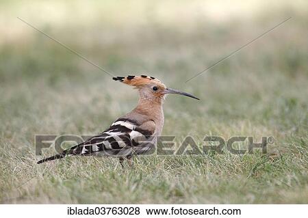 "Hoopoe (Upupa epops) standing in grass, Burgenland, Austria, Europe" View Large Photo Image Stock Photo - "Hoopoe (Upupa epops) standing in grass, Burgenland, Austria, Europe". Fotosearch