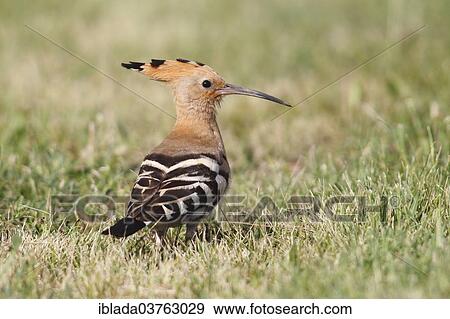 Stock Photo - "Hoopoe (Upupa epops) standing in grass, Burgenland, Austria, Europe". Fotosearch