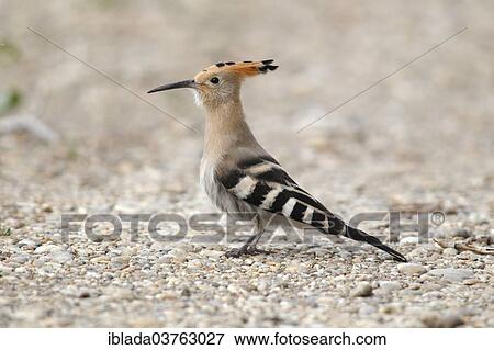 Stock Photo - "Hoopoe (Upupa epops) standing on rocky ground, Burgenland, Austria, Europe". Fotosearch