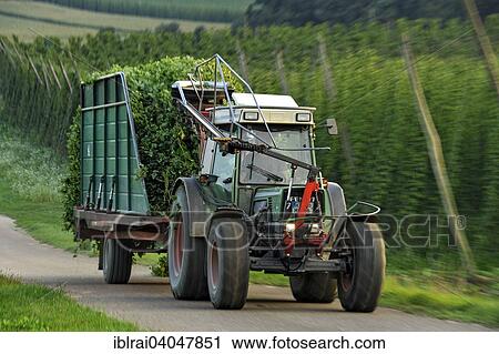 Stock Image - "Hop harvest, tractor transporting hops, Hops (Humulus lupulus), hop garden, Biburg, Hallertau or Holledau area, Lower Bavaria, Bavaria, Germany, Europe". Fotosearch