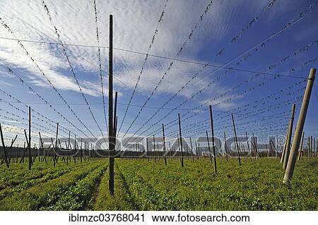 "Hop poles and guy wires, after the hop harvest in autumn, Middle Franconia, Bavaria, Germany, Europe" View Large Photo Image Stock Image - "Hop poles and guy wires, after the hop harvest in autumn, Middle Franconia, Bavaria, Germany, Europe". Fotosearch