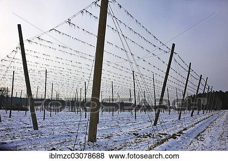 "Hop poles in winter, Herpersdorf, Nuremberg, Middle Franconia, Bavaria, Germany, Europe" View Large Photo Image Stock Photo - "Hop poles in winter, Herpersdorf, Nuremberg, Middle Franconia, Bavaria, Germany, Europe". Fotosearch
