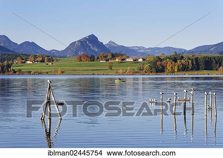 "Hopfensee lake, Hopfen am See, Ostallgaeu, Allgaeu, Swabia, Bavaria, Germany, Europe" View Large Photo Image Picture - "Hopfensee lake, Hopfen am See, Ostallgaeu, Allgaeu, Swabia, Bavaria, Germany, Europe". Fotosearch
