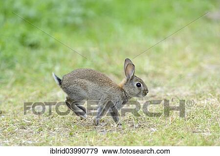 "Hopping young European rabbit (Oryctolagus cuniculus), North Rhine-Westphalia, Germany, Europe" View Large Photo Image Stock Photo - "Hopping young European rabbit (Oryctolagus cuniculus), North Rhine-Westphalia, Germany, Europe". Fotosearch