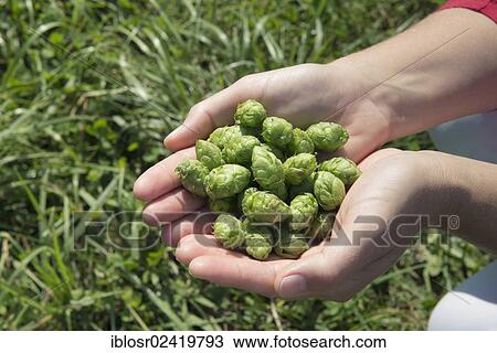 Hops (Humulus lupulus), flower cones held in hands, Mainburg, Hallertau area, Bavaria, Germany, Europe View Large Photo Image Stock Image - Hops (Humulus lupulus), flower cones held in hands, Mainburg, Hallertau area, Bavaria, Germany, Europe. Fotosearch