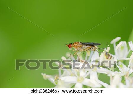 "Horn Fly (Tetanocera spec. ), North Rhine-Westphalia, Germany, Europe" View Large Photo Image Stock Photo - "Horn Fly (Tetanocera spec. ), North Rhine-Westphalia, Germany, Europe". Fotosearch