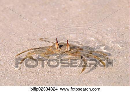 "Horned Ghost Crab (Ocypode ceratophthalmus), adult, with eyes protruding from shallow water on sandy beach, Maldives, Asia" View Large Photo Image Picture - "Horned Ghost Crab (Ocypode ceratophthalmus), adult, with eyes protruding from shallow water on sandy beach, Maldives, Asia". Fotosearch