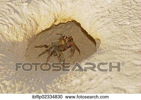 Stock Image - "Horned Ghost Crab (Ocypode ceratophthalmus), adult, resting in entrance to burrow on sandy beach, Maldives, Asia". Fotosearch