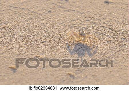 "Horned Ghost Crab (Ocypode ceratophthalmus), juvenile, standing on sandy beach, Maldives, Asia" View Large Photo Image Stock Image - "Horned Ghost Crab (Ocypode ceratophthalmus), juvenile, standing on sandy beach, Maldives, Asia". Fotosearch