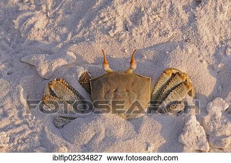 "Horned Ghost Crab (Ocypode ceratophthalmus), adult, burrowing into sand on sandy beach, Maldives, Asia" View Large Photo Image Stock Photo - "Horned Ghost Crab (Ocypode ceratophthalmus), adult, burrowing into sand on sandy beach, Maldives, Asia". Fotosearch