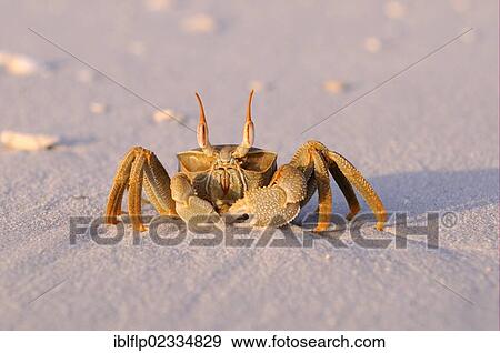 "Horned Ghost Crab (Ocypode ceratophthalmus), adult, standing on sandy beach, Maldives, Asia" View Large Photo Image Stock Photo - "Horned Ghost Crab (Ocypode ceratophthalmus), adult, standing on sandy beach, Maldives, Asia". Fotosearch
