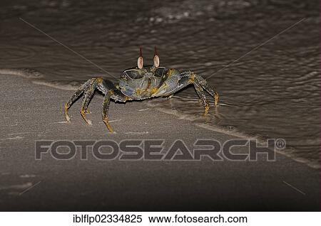 "Horned Ghost Crab (Ocypode ceratophthalmus), adult, standing in tideline on sandy beach at night, Maldives, Asia" View Large Photo Image Stock Photography - "Horned Ghost Crab (Ocypode ceratophthalmus), adult, standing in tideline on sandy beach at night, Maldives, Asia". Fotosearch