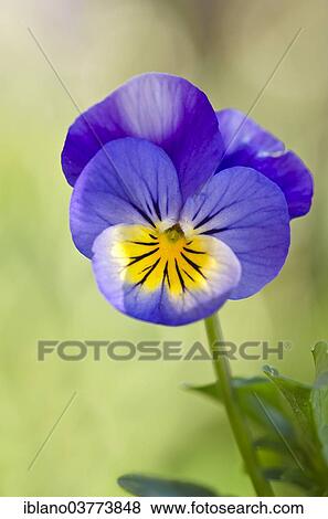 "Horned Pansy or Horned Violet (Viola cornuta), Tyrol, Austria, Europe" View Large Photo Image Stock Photo - "Horned Pansy or Horned Violet (Viola cornuta), Tyrol, Austria, Europe". Fotosearch