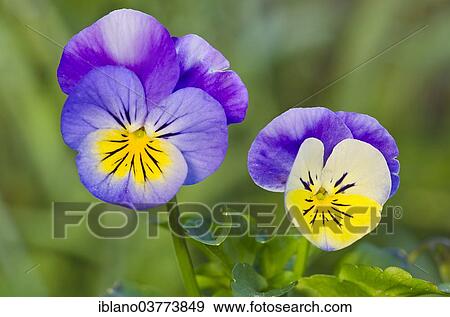 "Horned Pansy or Horned Violet (Viola cornuta), Tyrol, Austria, Europe" View Large Photo Image Stock Photo - "Horned Pansy or Horned Violet (Viola cornuta), Tyrol, Austria, Europe". Fotosearch