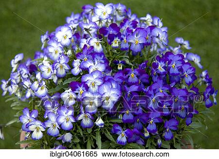 Horned Pansy or Horned Violet (Viola cornuta) View Large Photo Image Stock Photography - Horned Pansy or Horned Violet (Viola cornuta). Fotosearch