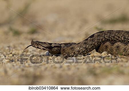 "Horned Viper, Long-nosed Viper or Common Sand Adder (Vipera ammodytes), extending its tongue, North Bulgaria, Bulgaria, Europe" View Large Photo Image Picture - "Horned Viper, Long-nosed Viper or Common Sand Adder (Vipera ammodytes), extending its tongue, North Bulgaria, Bulgaria, Europe". Fotosearch
