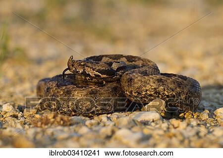 Stock Image - "Horned Viper, Long-nosed Viper or Common Sand Adder (Vipera ammodytes), North Bulgaria, Bulgaria, Europe". Fotosearch