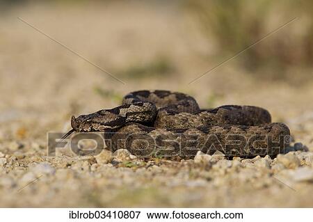 "Horned Viper, Long-nosed Viper or Common Sand Adder (Vipera ammodytes), extending its tongue, North Bulgaria, Bulgaria, Europe" View Large Photo Image Stock Photo - "Horned Viper, Long-nosed Viper or Common Sand Adder (Vipera ammodytes), extending its tongue, North Bulgaria, Bulgaria, Europe". Fotosearch